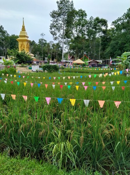 รูปภาพที่ 2