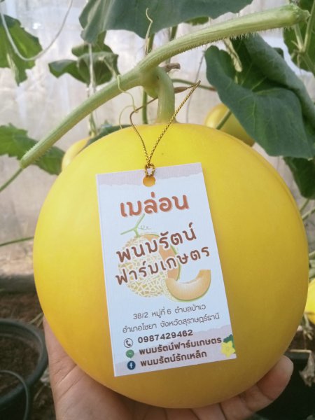 รูปภาพที่ 5